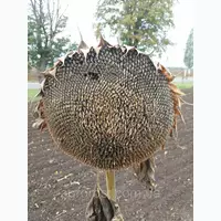 Гибрид подсолнечника НСХ 498 под гранстар, Купить семена подсолнечника Сумо для засушливых регионов Украины.